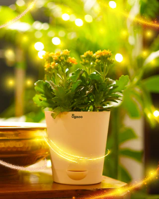 Flowering Plants